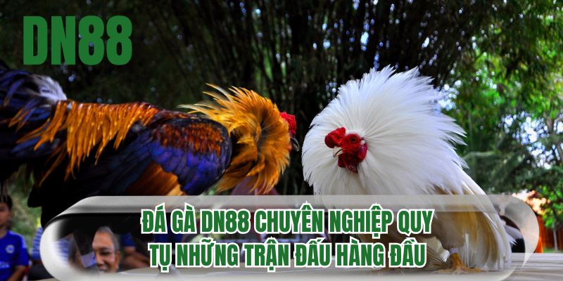 Đá gà DN88 chuyên nghiệp quy tụ những trận đấu hàng đầu